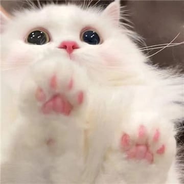 Ảnh đại diện Amit